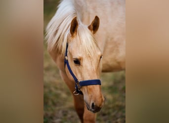 Caballo cuarto de milla, Semental, 1 año, 152 cm, Dunalino (Cervuno x Palomino)