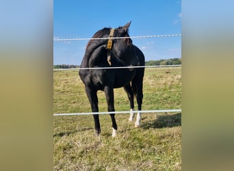 Caballo cuarto de milla, Semental, 1 año, 152 cm, Negro