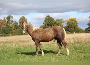 Caballo cuarto de milla, Semental, 1 año, 152 cm, Palomino