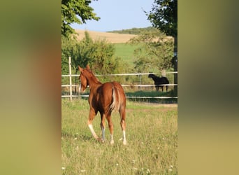 Caballo cuarto de milla, Semental, 1 año, 153 cm, Alazán