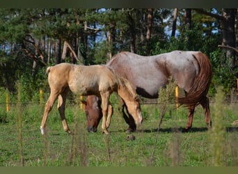 Caballo cuarto de milla, Semental, 1 año, 153 cm, Champán