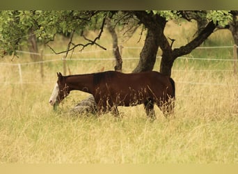 Caballo cuarto de milla, Semental, 1 año, 154 cm, Castaño