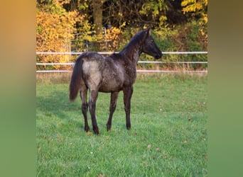 Caballo cuarto de milla, Semental, 1 año, 154 cm, Ruano azulado