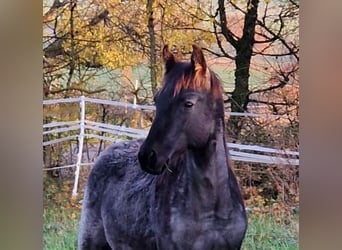 Caballo cuarto de milla, Semental, 1 año, 154 cm, Ruano azulado