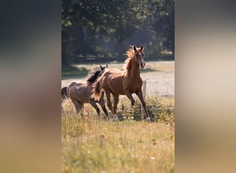 Caballo cuarto de milla, Semental, 1 año, 155 cm, Alazán-tostado