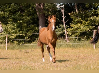 Caballo cuarto de milla, Semental, 1 año, 155 cm, Alazán-tostado
