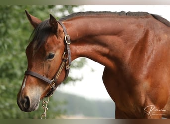 Caballo cuarto de milla, Semental, 1 año, 155 cm, Castaño