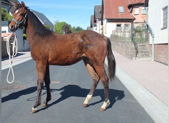 Caballo cuarto de milla, Semental, 1 año, 155 cm, Castaño