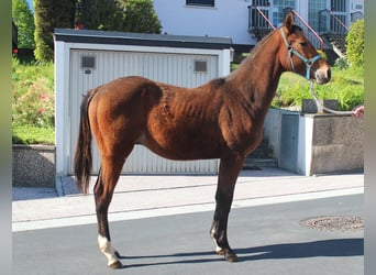 Caballo cuarto de milla, Semental, 1 año, 155 cm, Castaño