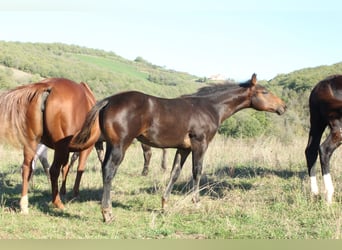 Caballo cuarto de milla, Semental, 1 año, 155 cm, Castaño oscuro