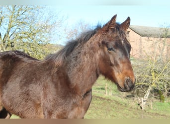 Caballo cuarto de milla, Semental, 1 año, 155 cm, Castaño oscuro