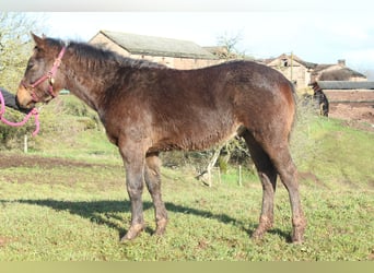 Caballo cuarto de milla, Semental, 1 año, 155 cm, Castaño oscuro