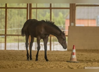 Caballo cuarto de milla, Semental, 1 año, 155 cm, Castaño oscuro