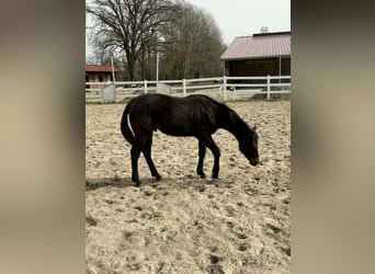 Caballo cuarto de milla, Semental, 1 año, 155 cm, Castaño oscuro