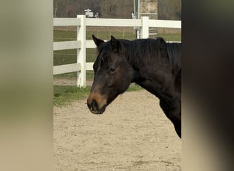 Caballo cuarto de milla, Semental, 1 año, 155 cm, Castaño oscuro