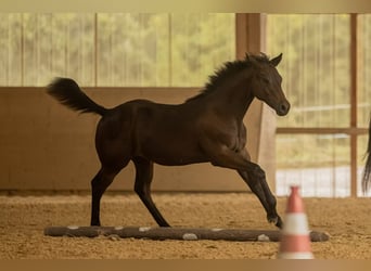 Caballo cuarto de milla, Semental, 1 año, 155 cm, Castaño oscuro