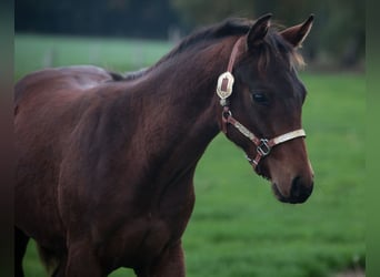 Caballo cuarto de milla, Semental, 1 año, 155 cm, Castaño