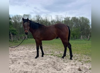 Caballo cuarto de milla, Semental, 1 año, 155 cm, Castaño