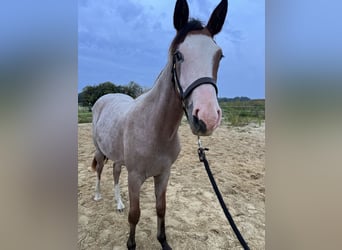 Caballo cuarto de milla Mestizo, Semental, 1 año, 155 cm, Overo-todas las-capas