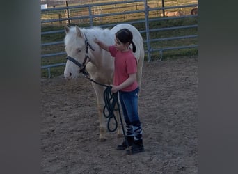 Caballo cuarto de milla, Semental, 1 año, 155 cm, Perlino