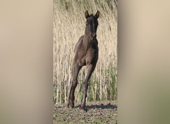 Caballo cuarto de milla, Semental, 1 año, 155 cm, Ruano azulado