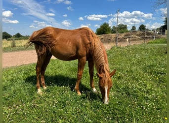 Caballo cuarto de milla, Semental, 1 año, 156 cm, Alazán