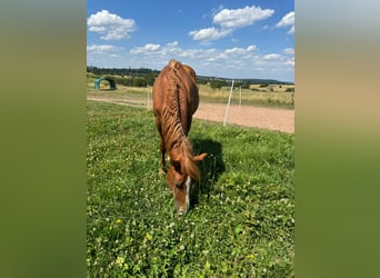 Caballo cuarto de milla, Semental, 1 año, 156 cm, Alazán