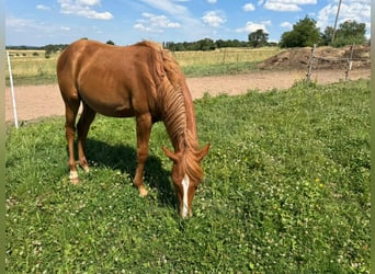 Caballo cuarto de milla, Semental, 1 año, 156 cm, Alazán