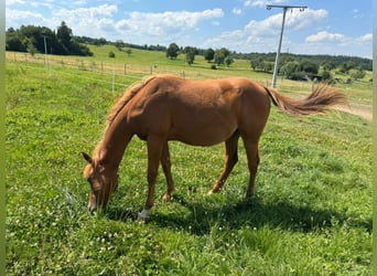 Caballo cuarto de milla, Semental, 1 año, 156 cm, Alazán
