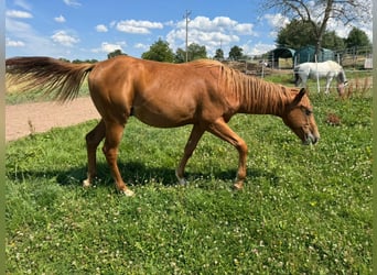 Caballo cuarto de milla, Semental, 1 año, 156 cm, Alazán
