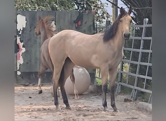 Caballo cuarto de milla, Semental, 1 año, 158 cm, Buckskin/Bayo