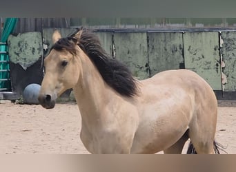 Caballo cuarto de milla, Semental, 1 año, 158 cm, Buckskin/Bayo