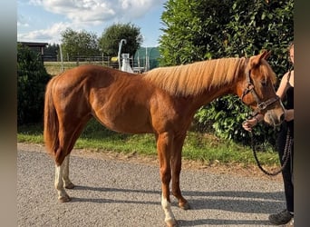 Caballo cuarto de milla, Semental, 1 año, 160 cm, Alazán