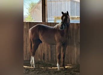 Caballo cuarto de milla, Semental, 1 año, 160 cm, Alazán