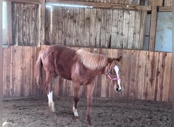 Caballo cuarto de milla, Semental, 1 año, 160 cm, Alazán