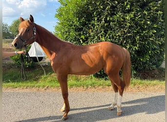 Caballo cuarto de milla, Semental, 1 año, 160 cm, Alazán
