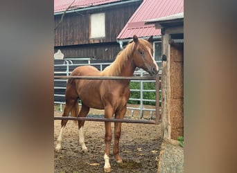 Caballo cuarto de milla, Semental, 1 año, 160 cm, Alazán