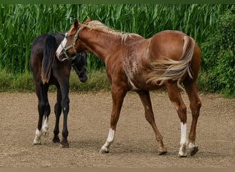 Caballo cuarto de milla, Semental, 1 año, 160 cm, Alazán