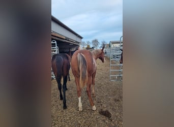 Caballo cuarto de milla, Semental, 1 año, 160 cm, Alazán