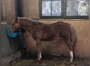 Caballo cuarto de milla, Semental, 1 año, 160 cm, Alazán
