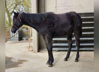 Caballo cuarto de milla, Semental, 1 año, 162 cm, Negro