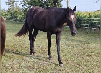 Caballo cuarto de milla, Semental, 1 año, 165 cm, Negro