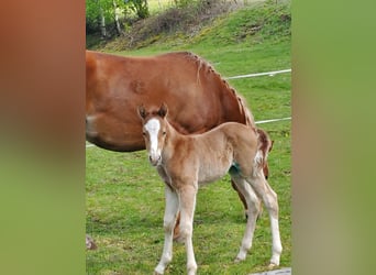 Caballo cuarto de milla, Semental, 1 año, Alazán