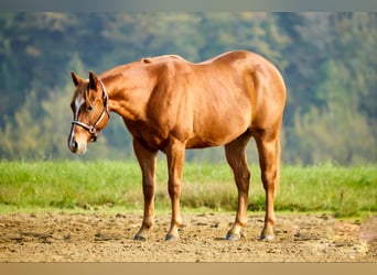 Caballo cuarto de milla, Semental, 1 año, Alazán