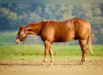 Caballo cuarto de milla, Semental, 1 año, Alazán