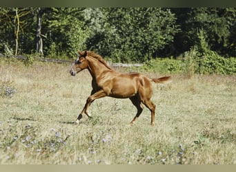 Caballo cuarto de milla, Semental, 1 año, Alazán