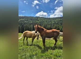 Caballo cuarto de milla, Semental, 1 año, Alazán