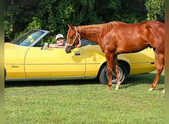 Caballo cuarto de milla, Semental, 1 año, Alazán rojizo