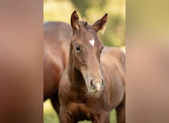 Caballo cuarto de milla, Semental, 1 año, Alazán-tostado