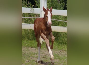 Caballo cuarto de milla, Semental, 1 año, Alazán-tostado